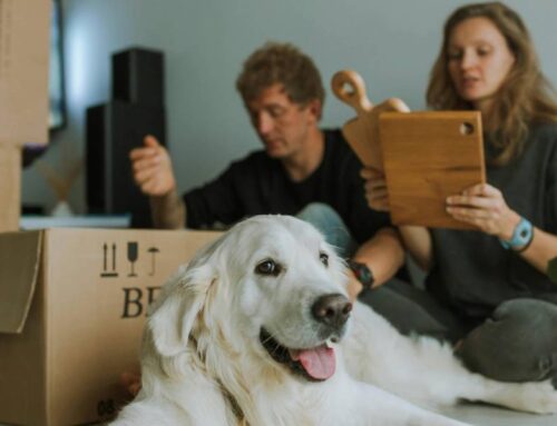 Best Practices for Moving with Pets: Keeping Your Furry Friends Safe